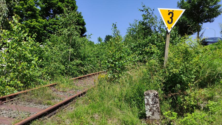 Daun - Rengen