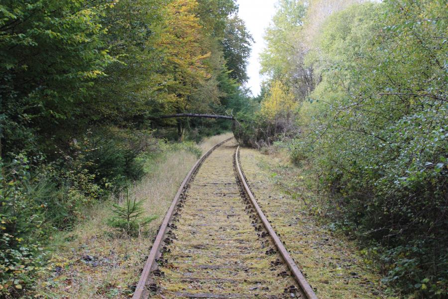 Freischnitt