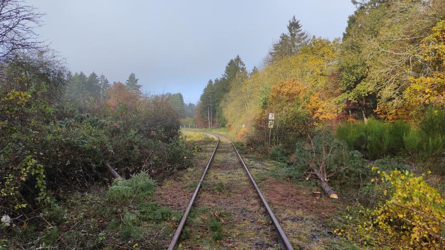 Freischnitt