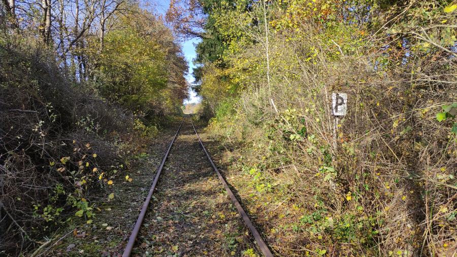 Freischnitt