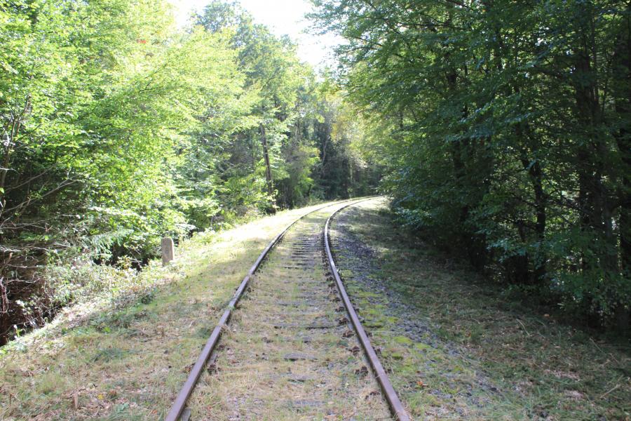 Freischnitt