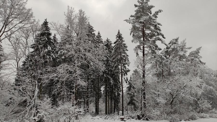 Laubach - Höchstberg